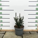 Tis obyčajný (Taxus baccata) ´FARMEN´- výška: 30-50 cm, kont. C5L